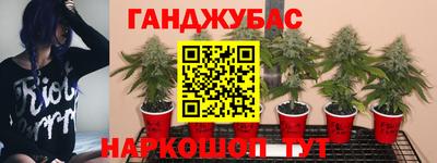 шишки Пугачёв